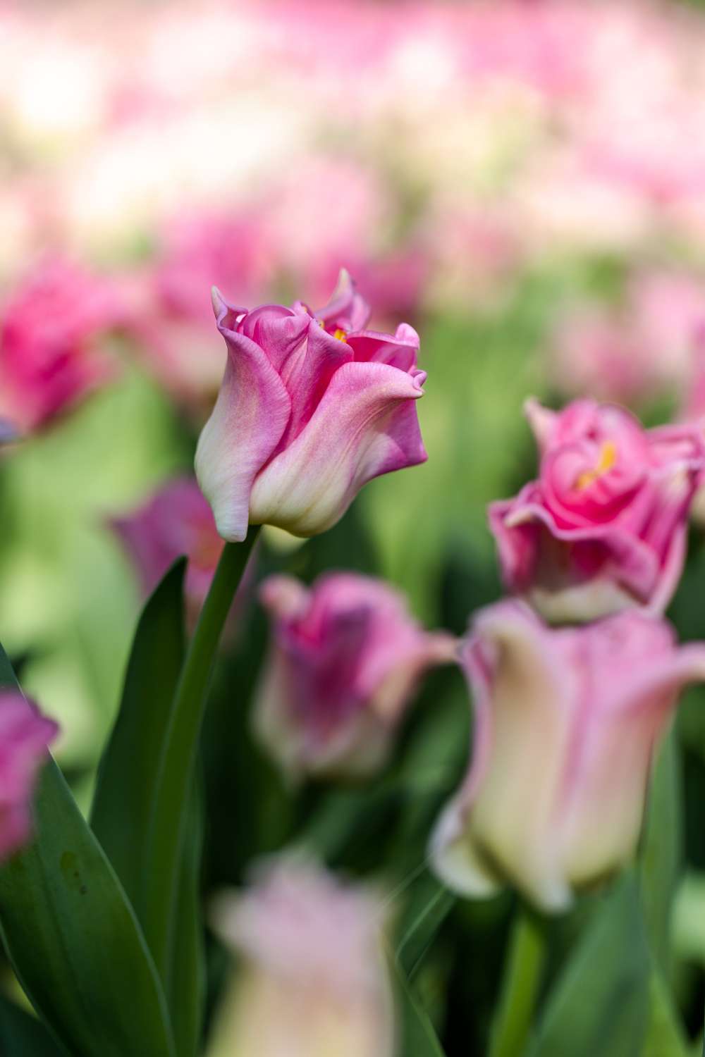 Tulipan 'Crown of Dynasty'